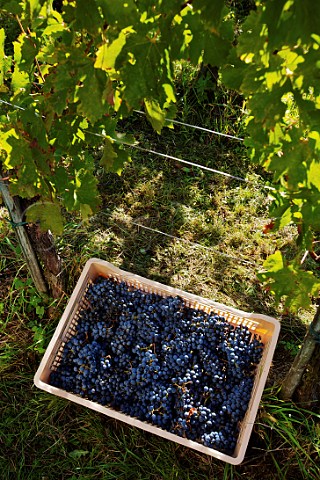 Harvested Cabernet Sauvignon grapes in vineyard of La Castellada Oslavia Friuli Italy  Collio