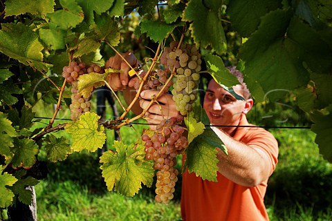Stefano Bensa picking Ribolla Gialla grapes in vineyard of La Castellada Oslavia Friuli Italy  Collio