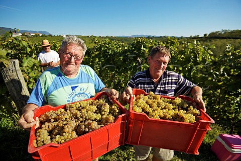 Harvesting Ribolla Gialla grapes in vineyard of Radikon Oslavia Friuli Italy  Collio