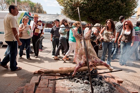 Lamb roasting on a spit during La Fiesta de la Vendimia in Santa Cruz Colchagua Valley Chile