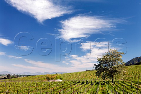 Cirrus clouds over Merlot vineyard of Lapostolle Clos Apalta Apalta Colchagua Valley Chile