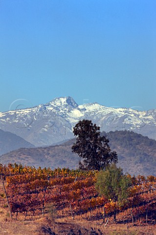 Autumnal Los Lingues vineyard of Casa Silva with the Andes mountains in distance Colchagua Valley Chile