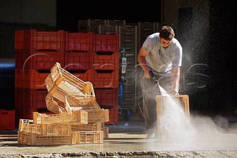 Matteo Bensa cleaning crates during the grape harvest at La Castellada Oslavia Friuli Italy Collio