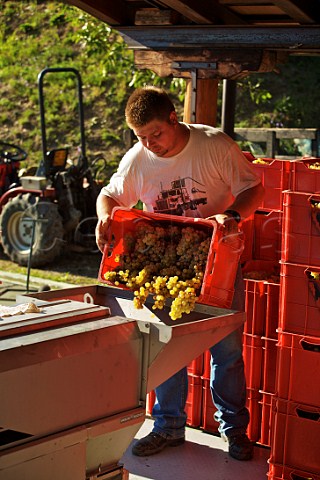 Tipping Ribolla Gialla grapes into the crusher at the winery of Radikon Oslavia Friuli   Italy  Collio