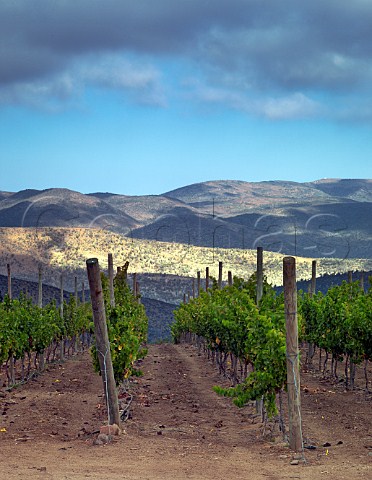 Syrah vines in Fray Jorge vineyard of Via Tabal La Serena Chile