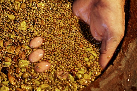 Grapeskin cap of fermenting Rebula in a terracotta amphora at the Kabaj Morel winery Slovrenc near Dobrovo Slovenia Brda