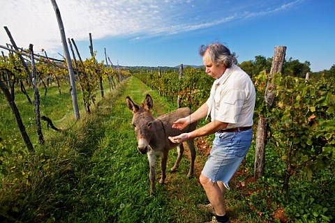 Branko Cotar with a young donkey in his vineyard at Gorjansko Komen Slovenia   Kras