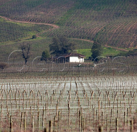 Casa Parrone in winter in the Lapostolle Clos Apalta vineyard Apalta Colchagua Valley Chile