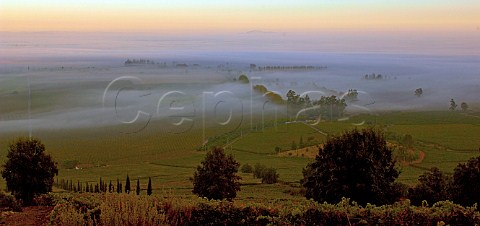 Dawn mist over Cabernet Sauvignon and Carmenre vineyards of El Huique with the coastal mountains in distance Colchagua Valley Chile