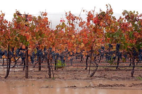 Carmenre vineyard during the rainy harvest of 2011  Colchagua Valley Chile