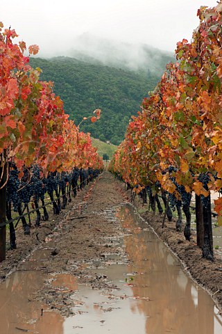 Carmenre vineyard during the rainy harvest of 2011  Colchagua Valley Chile