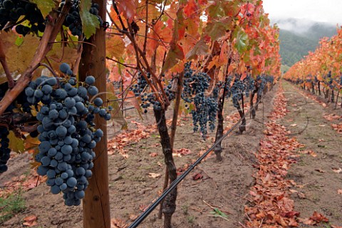 Carmenre vineyard during the rainy harvest of 2011  Colchagua Valley Chile