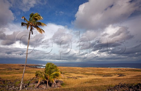 Palm trees near coast on Easter Island