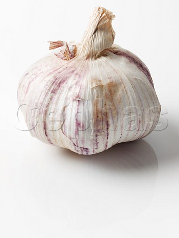 Purple garlic head on a white background