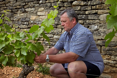 Rgis Bouvier examining the flowering of Pinot Noir vines in his Clos du Roy vineyard Domaine Rgis Bouvier MarsannaylaCte CtedOr France  Marsannay