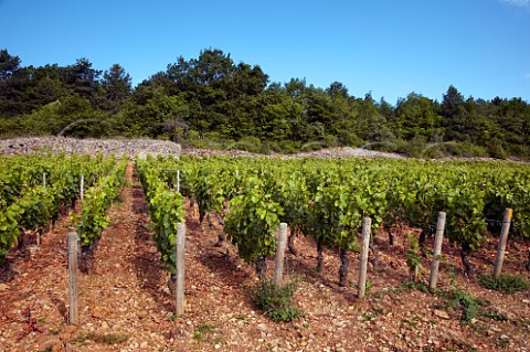 Pinot Noir vines in limestone soil of Vaudenelles vineyard Domaine Bruno Clair MarsannaylaCte CtedOr France  Marsannay