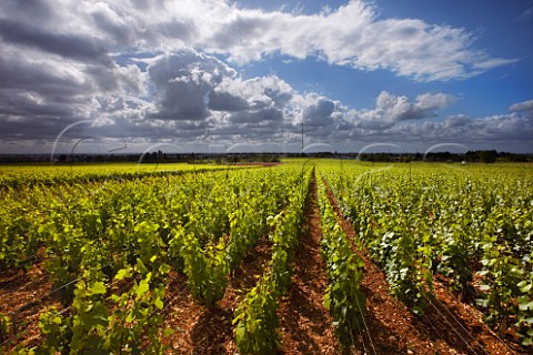 Chardonnay vines on the limestone soil in Les Longeroies vineyard of Domaine Jean Fournier  MarsannaylaCte CtedOr France  Marsannay