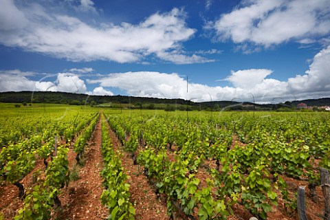 60year old Pinot Noir vines in La Charme aux Prtres vineyard of Domaine Sylvain Pataille  MarsannaylaCte CtedOr France  Marsannay