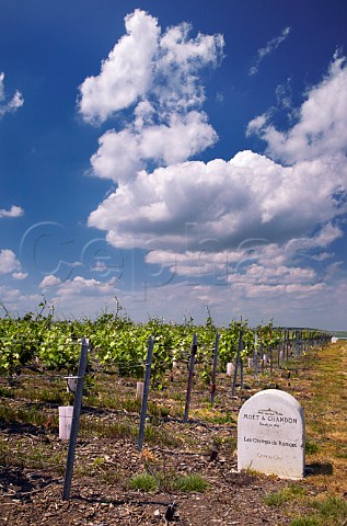Marker stone by Pinot Meunier vines in Les Champs de Romont vineyard of Mot  Chandon Sillery Marne France   Champagne