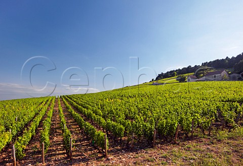 Clos des Lambrays vineyard MoreyStDenis CtedOr France  Cte de Nuits Grand Cru