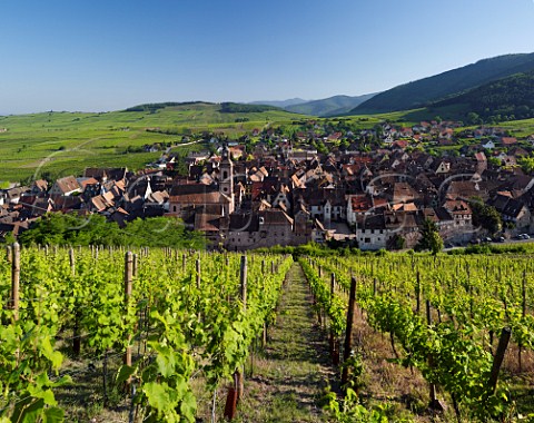 Riquewihr viewed from the Schoenenbourg vineyard with the Vosges mountains on right  HautRhin France   Alsace Grand Cru