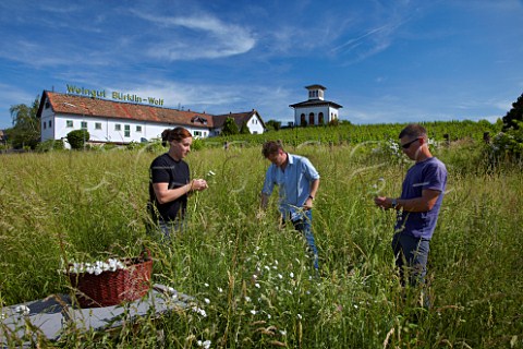 Picking yarrow flowers to make 502 biodynamic compost preparation for use on vineyards of Dr Brklin Wolf  Monty Waldin centre biodynamic consultant Alex Strohschneider vineyard manager and Lisa Sauer  Ruppertsberg Pfalz Germany