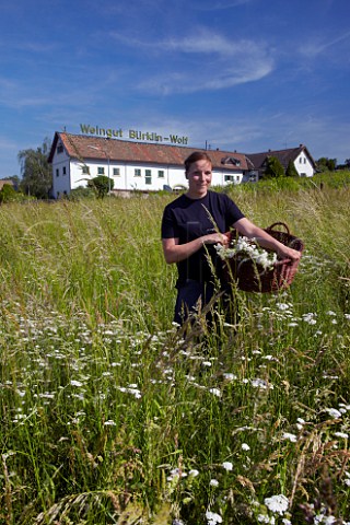 Lisa Sauer picking yarrow flowers to make 502 biodynamic compost preparation for use on vineyards of Dr Brklin Wolf Ruppertsberg Pfalz Germany