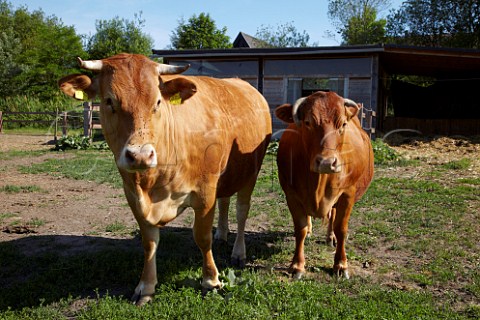 Cows kept for their manure to make biodynamic horn manure 500 for use on the vineyards of Dr Brklin Wolf Wachenheim an der Weinstrasse Pfalz Germany