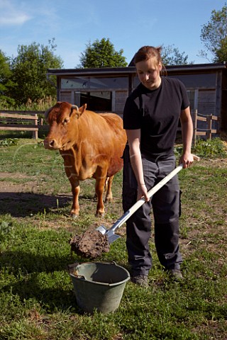 Lisa Sauer collecting cow pats to make biodynamic horn manure 500 for use on the vineyards of Dr Brklin Wolf Wachenheim an der Weinstrasse Pfalz Germany