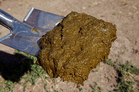 Collecting cow pats to make biodynamic horn manure 500 for use on the vineyards of Dr Brklin Wolf Wachenheim an der Weinstrasse Pfalz Germany