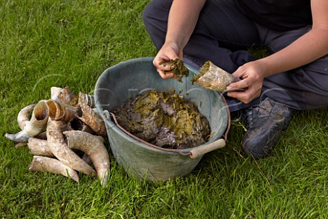 Filling cow horns with manure to make biodynamic horn manure 500 for use on the vineyards of Dr Brklin Wolf Wachenheim an der Weinstrasse Pfalz Germany