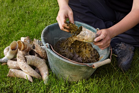 Filling cow horns with manure to make biodynamic horn manure 500 for use on the vineyards of Dr Brklin Wolf Wachenheim an der Weinstrasse Pfalz Germany