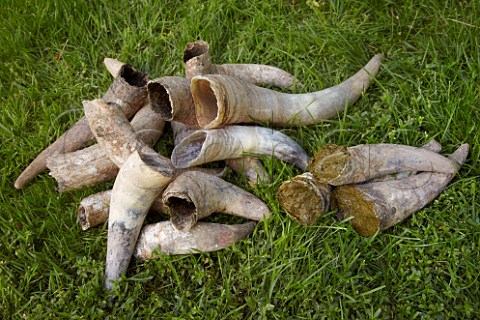 Filling cow horns with manure to make biodynamic horn manure 500 for use on the vineyards of Dr Brklin Wolf Wachenheim an der Weinstrasse Pfalz Germany