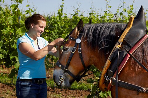 Lisa Sauer with one of the horses used to work the biodynamic vineyards of Dr Brklin Wolf Wachenheim an der Weinstrasse Pfalz Germany