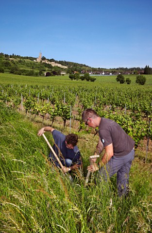 Monty Waldin biodynamic consultant and Alex Strohschneider vineyard manager digging up a stags bladder filled with yarrow flowers which has been buried over the winter the flowers are then used to make 502 biodynamic compost preparation  Germpel vineyard of Dr Brklin Wolf Wachenheim an der Weinstrasse Pfalz Germany
