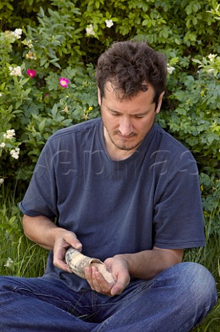 Monty Waldin biodynamic consultant with a cow horn of powdered quartz This is buried in the soil for six months during the summer to make horn silica 501 which is then mixed with water to make a biodynamic preparation that is sprayed into the air above the vines  Dr Brklin Wolf Wachenheim an der Weinstrasse Pfalz Germany