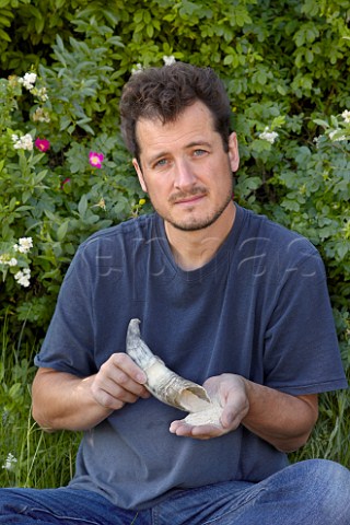 Monty Waldin biodynamic consultant with a cow horn of powdered quartz This is buried in the soil for six months during the summer to make horn silica 501 which is then mixed with water to make a biodynamic preparation that is sprayed into the air above the vines  Dr Brklin Wolf Wachenheim an der Weinstrasse Pfalz Germany