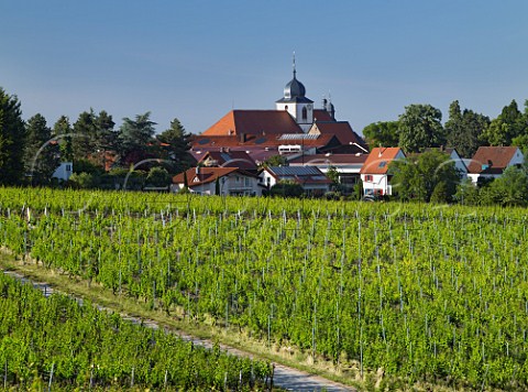 Bhlig vineyard of Dr Brklin Wolf Wachenheim an der Weinstrasse Pfalz Germany
