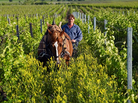 Markus Rau rolling a cover crop in the biodynamic Mauer vineyard of Dr Brklin Wolf at Ruppertsberg  Pfalz Germany