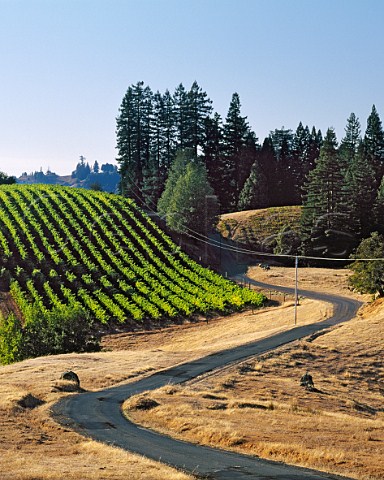 Road by small vineyard on one of the ridges close to the Pacific coast near Cazadero Sonoma County California Sonoma Coast AVA