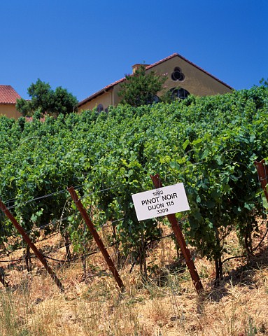 Pinot Noir vineyard by Marimar Torres Winery Sebastopol Sonoma Co California Sonoma County Green Valley AVA