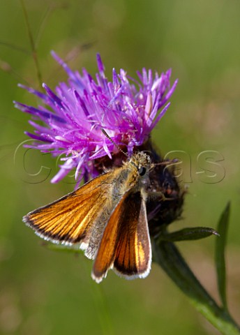 Small Skipper butterfly on Knapweed Hurst Meadows West Molesey Surrey England