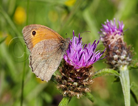 Meadow Brown butterfly on Knapweed Hurst Meadows West Molesey Surrey England