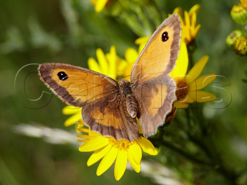 Gatekeeper butterfly on Ragwort Hurst Meadows West Molesey Surrey England
