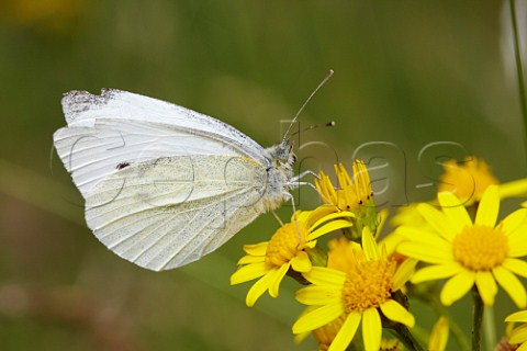 Small White butterfly on Ragwort  Hurst Meadows West Molesey Surrey England