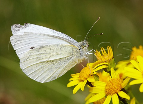 Small White butterfly on Ragwort  Hurst Meadows West Molesey Surrey England