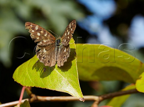 Speckled Wood butterfly  Hurst Meadows West Molesey Surrey England