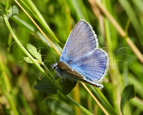 Common Blue butterfly   Hurst Meadows West Molesey Surrey England