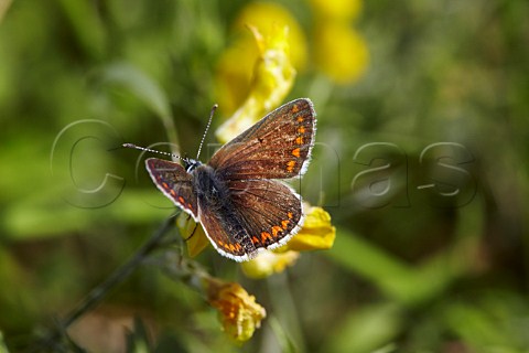Brown Argus butterfly on Birdsfoot Trefoil  Hurst Meadows West Molesey Surrey England