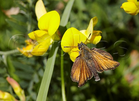 Small Skipper butterfly on Birdsfoot Trefoil  Hurst Meadows West Molesey Surrey England